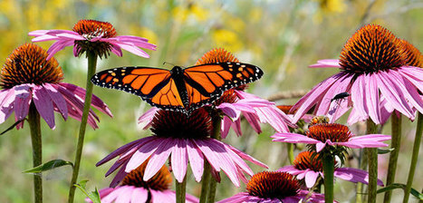 Historic agreement will conserve millions of acres for monarch butterflies and other pollinators across the United States | Biodiversité | Scoop.it