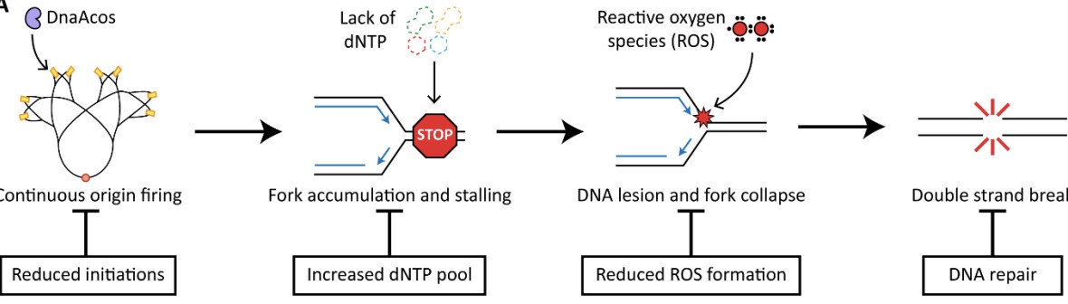 Establishment of titration-based control of DNA...