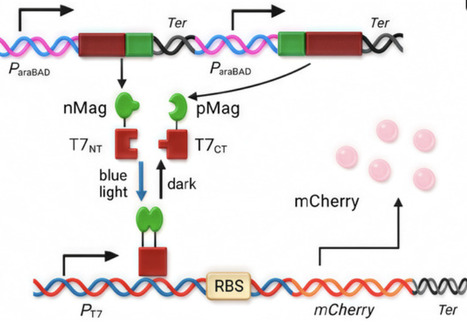 Design and Implementation of a Blue-Light-Controlled Gene-Switch System | mdpi | RMH | Scoop.it