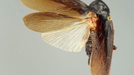 Des nouvelles des insectes : Un Japonais à Manhattan | EntomoNews | Scoop.it