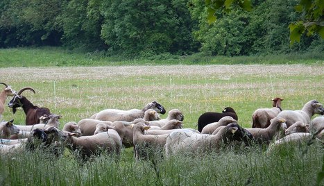 Transition &eacute;cologique par&nbsp;l&rsquo;animal&nbsp;: r&ocirc;le du&nbsp;p&acirc;turage : Dossier complet | Techniques de l&rsquo;Ing&eacute;nieur | TRANSITION AGROECOLOGIQUE : PRATIQUES ET POLITIQUES AGRICOLES | Scoop.it