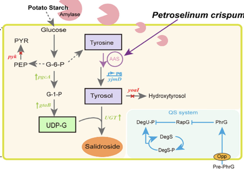 Metabolic Engineering of Bacillus subtilis for ...