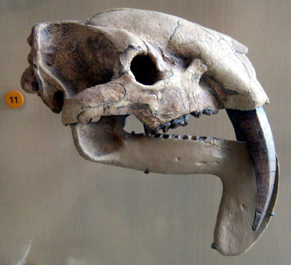 No, this is not a saber tooth cat, but... | All Geeks | Scoop.it