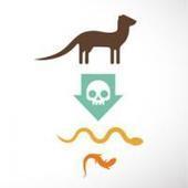 [Vid&eacute;o] O&ugrave; les esp&egrave;ces invasives causent-elles le plus de tort ? | Vari&eacute;t&eacute;s entomologiques | Scoop.it