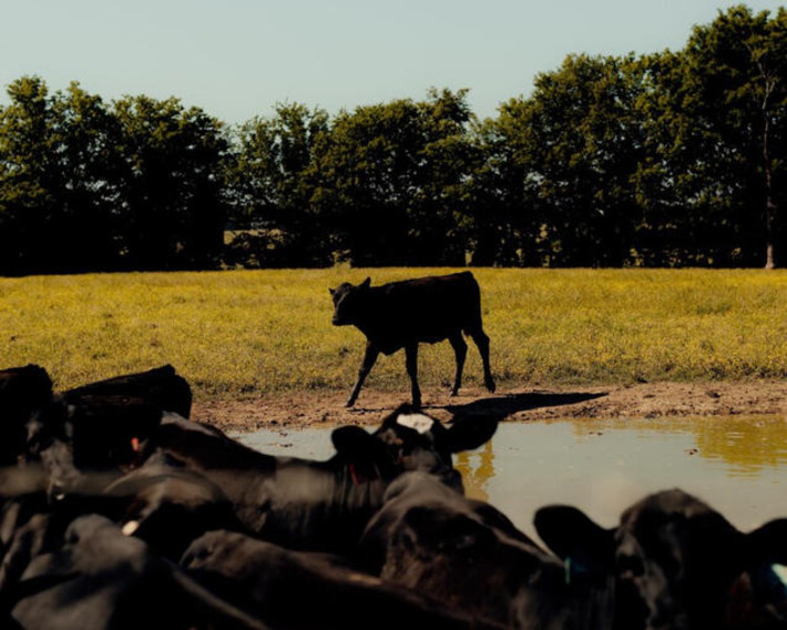 The Cattle Empire That Turned Out to Be a Giant Ponzi Scheme | Business Report - Making A Difference | Scoop.it