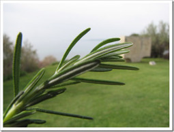 Waltzing With ... Rosemary | Name News | Scoop.it