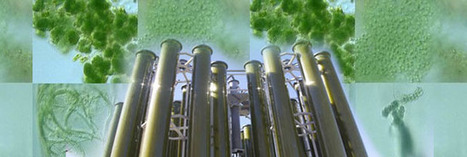 Acta Alga révolutionne le biocarburant de microalgues | Economie Responsable et Consommation Collaborative | Scoop.it