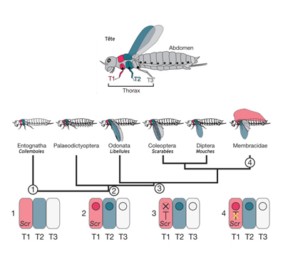 Astérix, Thor, Hermès… et les insectes à six ailes - Best of bestioles | EntomoScience | Scoop.it