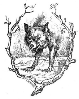 Quand on parle du loup on en voit la queue | Loup | Scoop.it