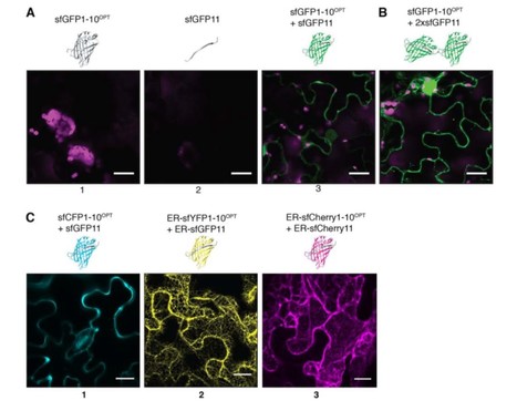 Spatiotemporal monitoring of Pseudomonas effectors via type III secretion using split fluorescent protein fragments | The Plant Cell | Scoop.it