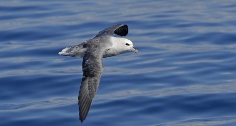 Les oiseaux marins insuffisamment prot&eacute;g&eacute;s dans l&rsquo;UE - LPO | Biodiversit&eacute; | Scoop.it