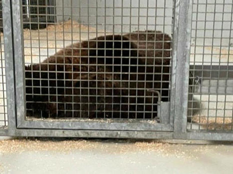 Lugo, l'ours de Saint-Lary quitte le zoo-refuge La Tanière, direction la Suisse, dans une réserve zoologique  | Vallées d'Aure & Louron - Pyrénées | Scoop.it