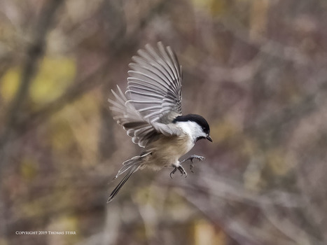 Chickadees at ISO-6400 | Mirrorless Cameras | Scoop.it