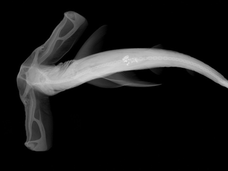 When Scientists Get Accidentally Artsy : NPR | Art and culture | Scoop.it