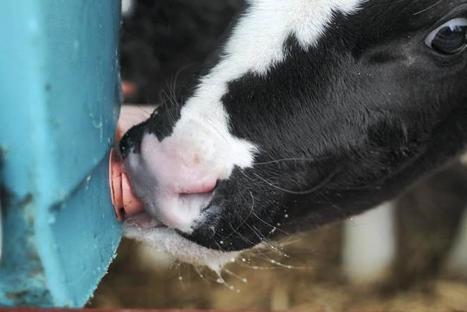 Irlande : Hausse des investissements dans les fermes laitières en 2015 | Lait de Normandie... et d'ailleurs | Scoop.it