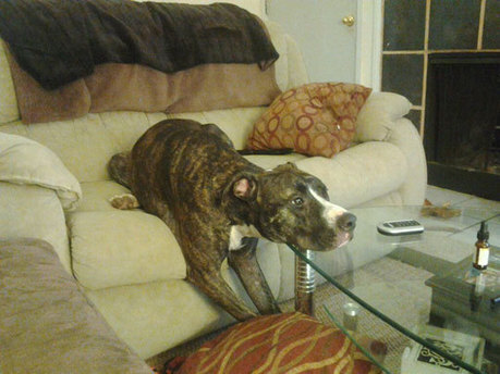 Funny Dog Watching Tv Couch Efunnyphotos S