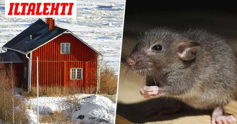 Myyr&auml;t valtasivat Hannelen m&ouml;kin &ndash; M&ouml;kill&auml; voi odottaa kev&auml;&auml;ll&auml; yll&auml;tys | 1Uutiset - Lukemisen t&auml;hden | Scoop.it