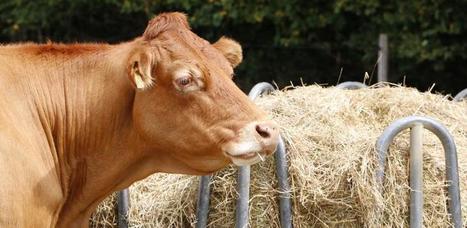  Les abattages de bovins repartent à la hausse | Actualité Bétail | Scoop.it