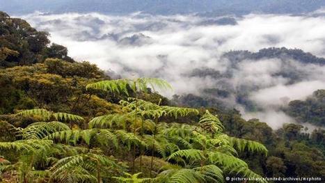 'Rainforests are the planet's sweat glands' - Deutsche Welle | RAINFOREST EXPLORER | Scoop.it