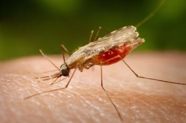 Trop de médicaments contre le paludisme sont des faux | Actualités Afrique | Scoop.it