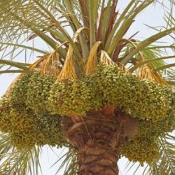 Moins d'huile de palme pour l'environnement | Home | Scoop.it
