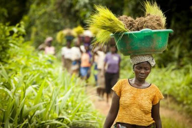 Liberia : bient&ocirc;t une banque nationale pour soutenir le secteur agricole | Questions de d&eacute;veloppement ... | Scoop.it