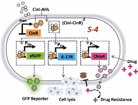 Design of a Modular Inducible Circuit for Pulsatile Population Control of Engineered Bacteria | Brvsb | RMH | Scoop.it