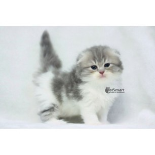 Catsmart Provides Scottish Fold Grey White Cat