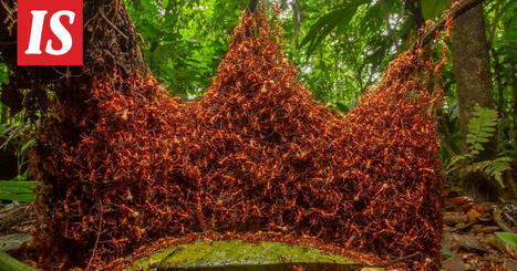 Erittäin vaarallinen tulimuurahainen on löydetty Euroopasta | 1Uutiset - Lukemisen tähden | Scoop.it