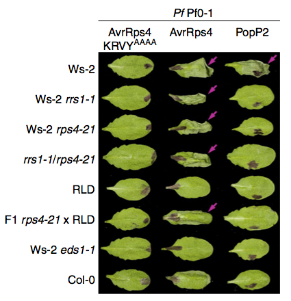 Nature Comms: Two linked pairs of Arabidopsis TNL resistance genes independently confer recognition of bacterial effector ​AvrRps4 (2015) | Publications from The Sainsbury Laboratory | Scoop.it