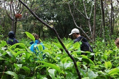 Madagascar: Anja, la communaut&eacute; qui a sauv&eacute; sa for&ecirc;t gr&acirc;ce au tourisme | Actions Panafricaines | Scoop.it