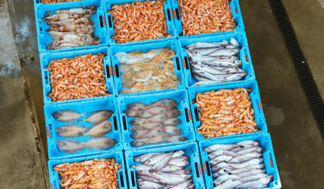Exporting Seafood to TURKEY: Rules and Opportunities | CIHEAM Press Review | Scoop.it