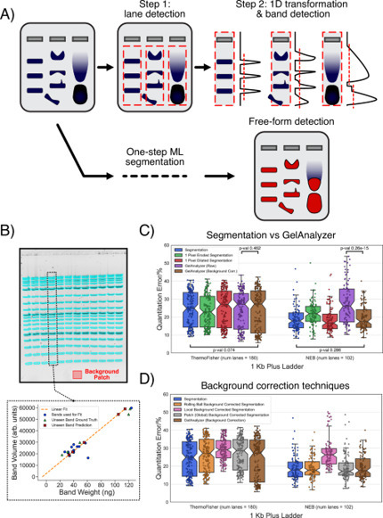 GelGenie: an AI-powered framework for gel electrophoresis image analysis | Ncm | RMH | Scoop.it