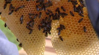 L'apiculture naturelle, mode d'emploi, à Saint Romain de Colbosc | Veille territoriale AURH | Scoop.it
