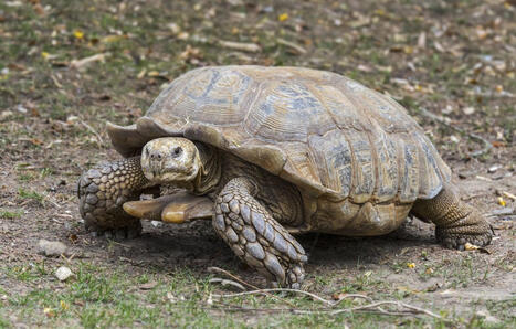 Eure-et-Loir : Une tortue géante africaine retrouvée mal en point dans une prairie | Biodiversité - @ZEHUB on Twitter | Scoop.it
