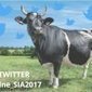 Veau de boucherie.  Symposium à La Baule | L'actualité de la filière cuir | Scoop.it