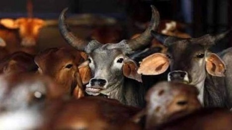 Government looks at encouraging states to adopt Maharashtra&rsquo;s beef ban | The Asian Food Gazette. | Scoop.it