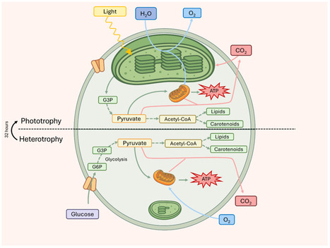 Comment les microalgues passent de l’ombre à la lumière | Life Sciences Université Paris-Saclay | Scoop.it
