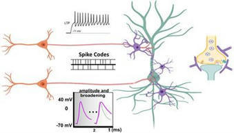 The Computational Power of the Human Brain | digisapiens v.1.0 | Scoop.it