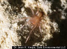 La découverte d’une araignée en danger suspend la construction d’une autoroute au Texas | EntomoNews | Scoop.it