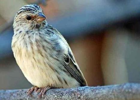 Harga Burung Blackthroat Terbaru Bulan April 20