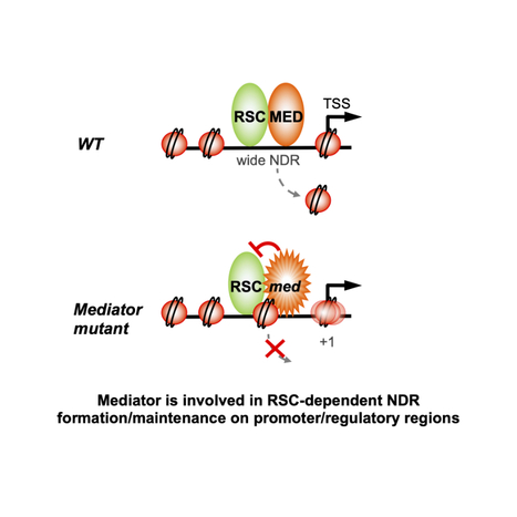 Two essential complexes--Mediator and RSC chromatin remodeler--work together for chromatin organization at promoters | I2BC Paris-Saclay | Scoop.it