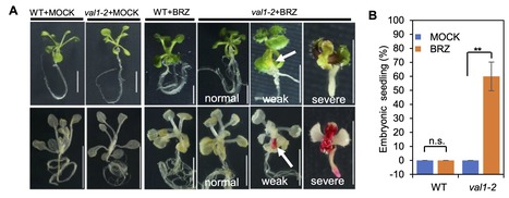 Brassinosteroids repress the seed maturation program during the seed-to-seedling transition  | SEED-DREAM Lab info | Scoop.it
