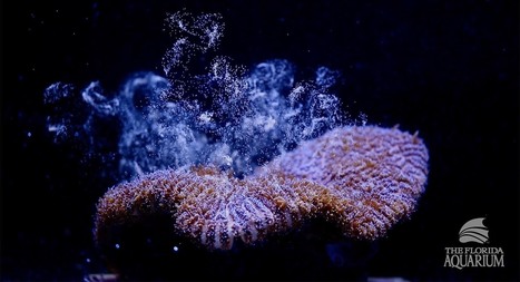Florida Aquarium Successfully Spawns Pillar Coral | Coastal Restoration | Scoop.it