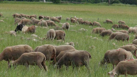 Davantage d’ovins de réforme à l'abattoir | Actualité Bétail | Scoop.it