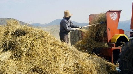 Iran: Subsidies Not Benefiting Wheat Production, Farmers | STRATEGIES | Scoop.it