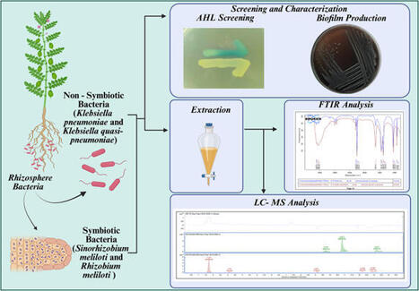 Identification of distinct N-acyl homoserine lactone profiles in non-hemolytic plant-associated symbiotic and non-symbiotic rhizobacteria | Plant-Microbe Symbiosis | Scoop.it