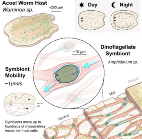 Long-range actin-driven endosymbiont mobility in an animal-algal symbiosis | CEL | RMH | Scoop.it