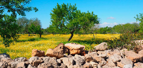 The EC foresees record of European exports of olive oil this campaign | OLIVE NEWS | Scoop.it