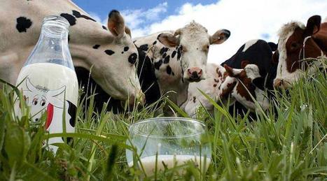 Prix du lait : les producteurs (OPLGO) répondent à M-E Leclerc | Lait de Normandie... et d'ailleurs | Scoop.it